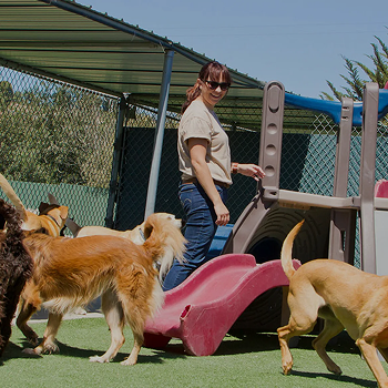 Pet boarding